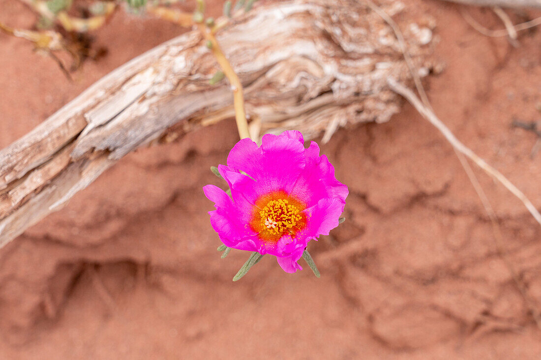 Eine Wildblume aus der Familie der Portulakgewächse, Gattung Portulaca, in voller Blüte im Talampaya National Park in Argentinien.