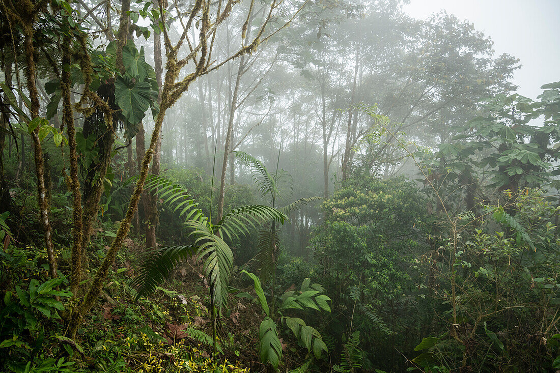 Der Nebelwald, Mashpi Lodge, Reserva Mashpi Amagusa, Pichincha, Ecuador, Südamerika