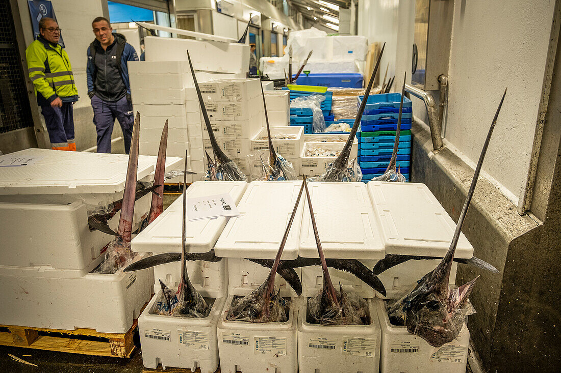 Schwertfisch.Xiphias gladius. Abteilung für Fisch und Meeresfrüchte in der Mercabarna. Barcelonas zentrale Märkte. Barcelona. Spanien