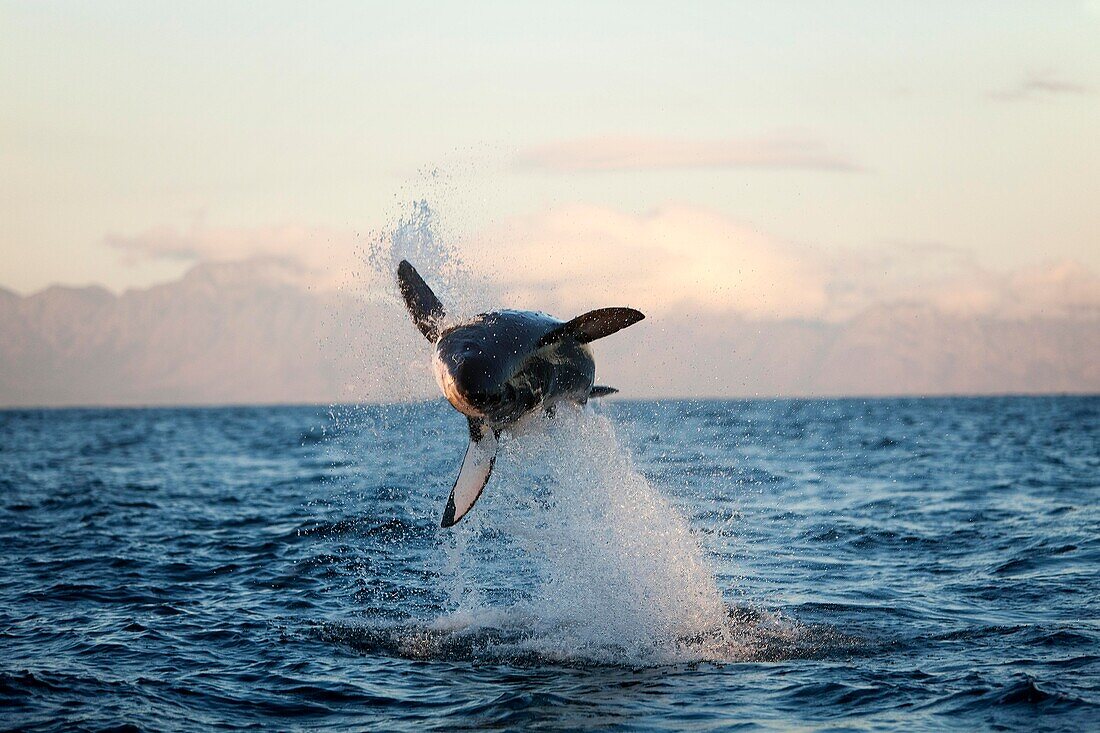 Great White Shark, carcharodon carcharias, Adult Breaching, False Bay in South Africa