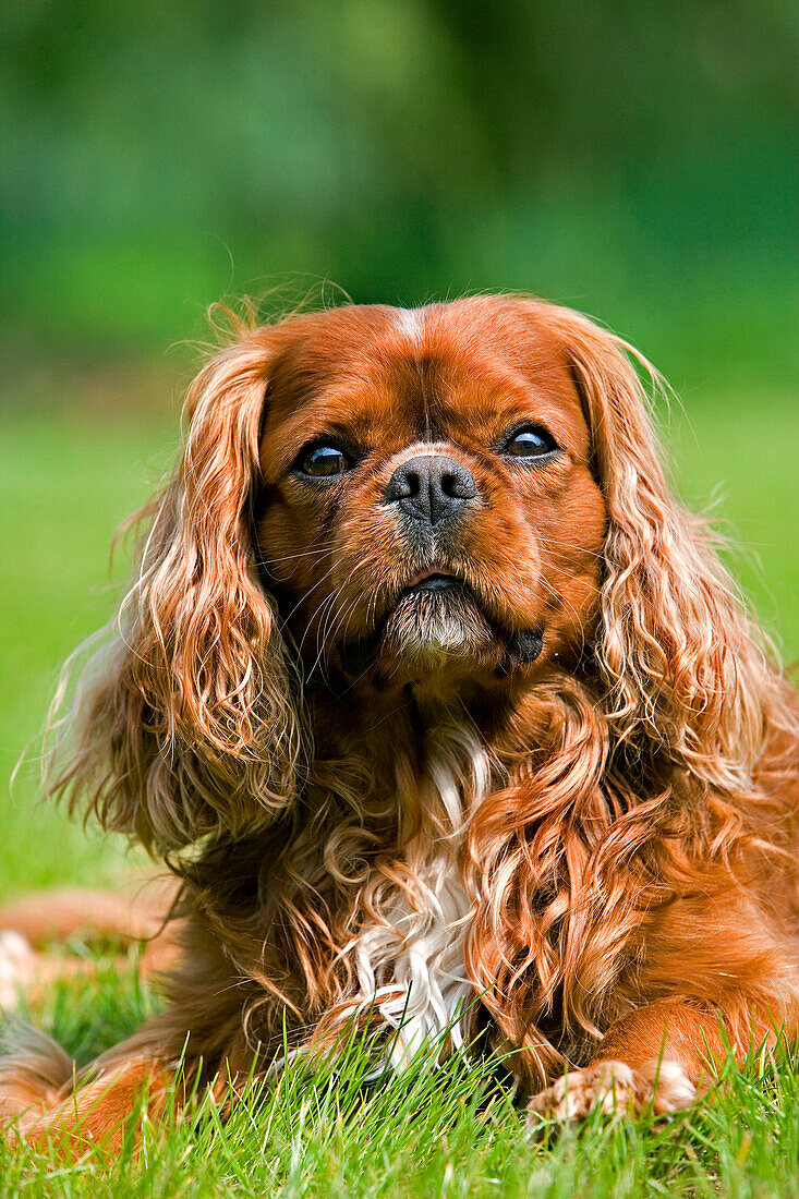 Cavalier King Charles Spaniel, Male Dog standing on Lawn