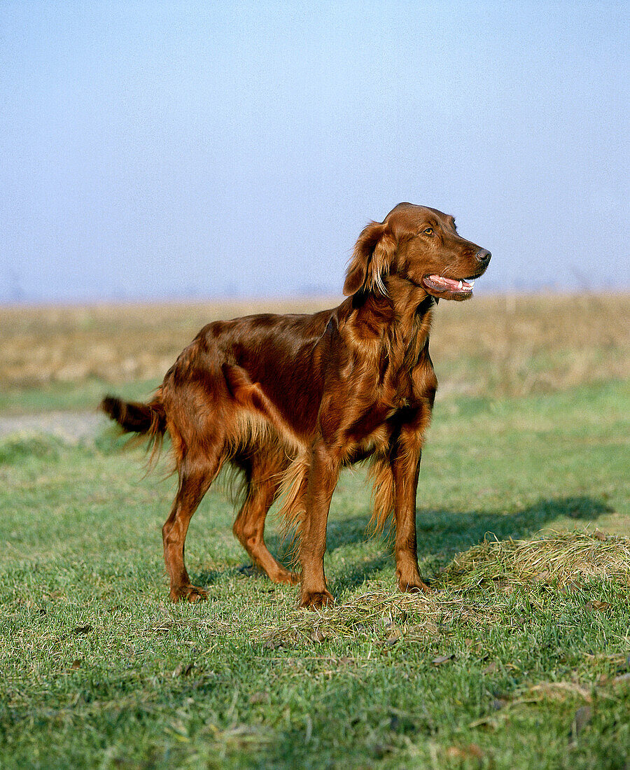 Irish Setter or Red Setter Dog