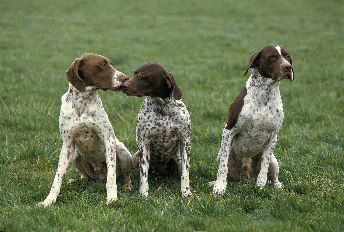 French Pointing Dog Pyrenean Type, Adults sitting on Grass