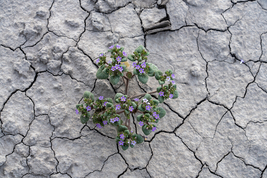 Niederes Skorpionkraut oder Intermountain Scorpionweed blüht im rissigen Blue Gate Shale. Caineville-Wüste, Hanksville, Utah.