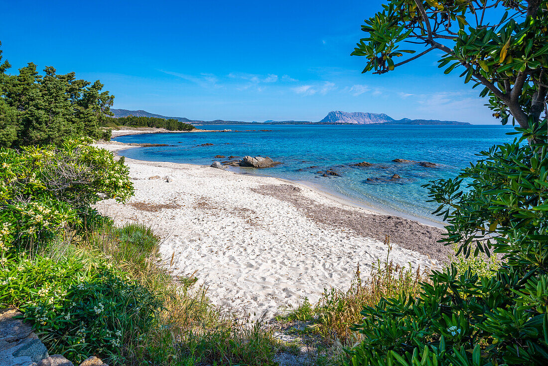 Blick auf den Strand Spiaggia Cala d'Ambra und die Isola di Tavolara im Hintergrund, San Teodoro, Sardinien, Italien, Mittelmeer, Europa