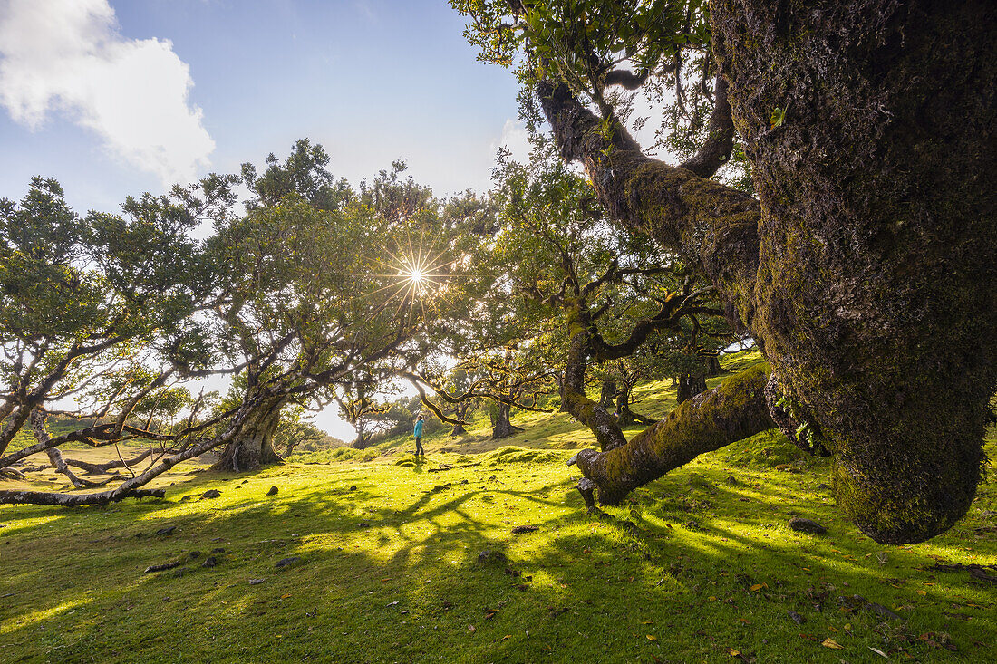 Der majestätische Fanal-Wald an einem Frühlingstag mit einem Laurisilva-Baum und einem Menschen bei Sonnenuntergang, Porto Moniz, Madeira, Portugal, Atlantik, Europa