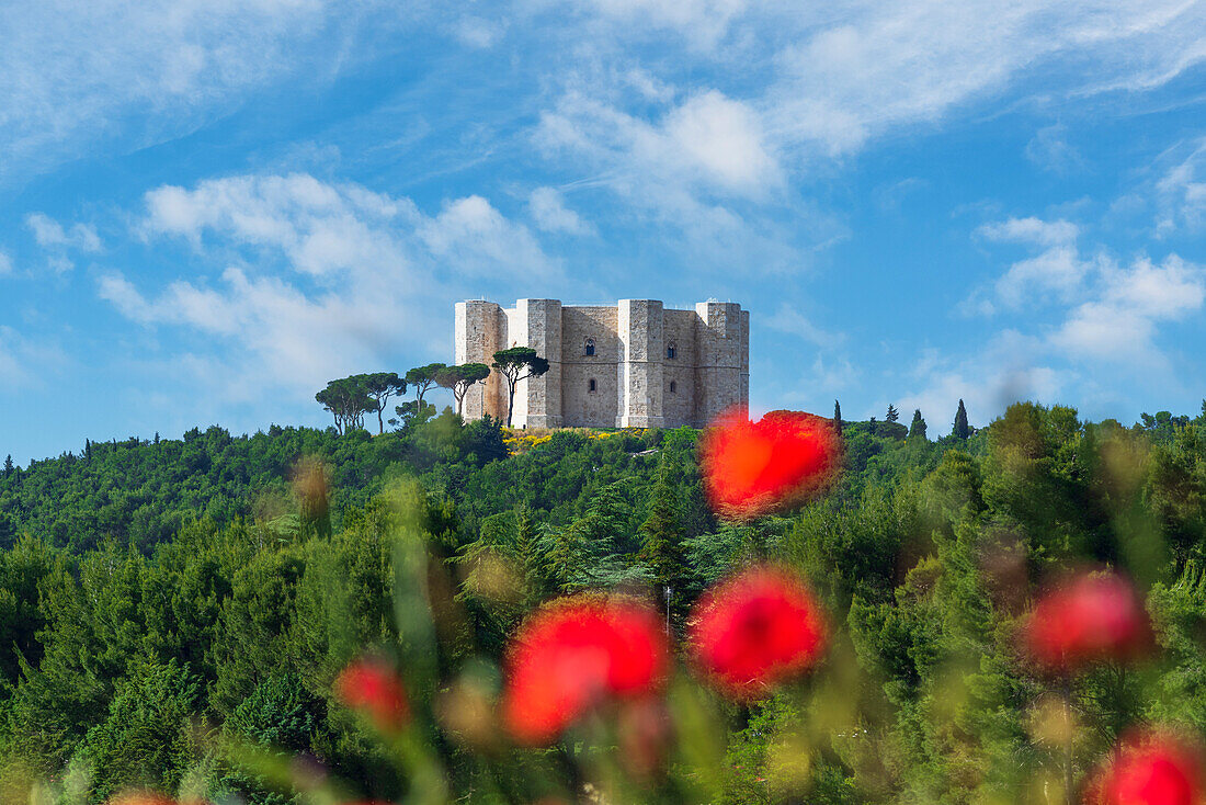 Castel del Monte, UNESCO World Heritage Site, among poppies on a sunny day, view from below, Apulia, Italy, Europe