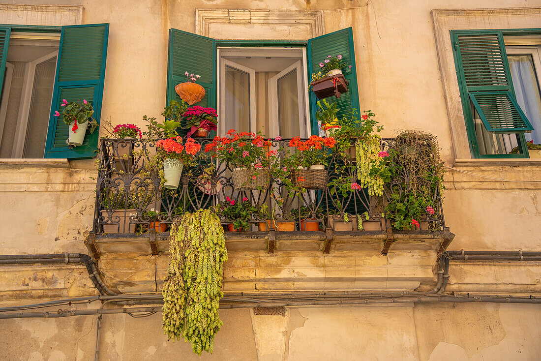 View of traditional balcony with flowers Piazza Duomo in Sassari, Sassari, Sardinia, Italy, Mediterranean, Europe