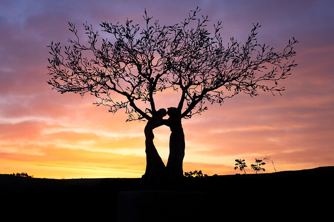 Küssender Baum bei Sonnenaufgang, Matera, Basilikata, Italien, Europa