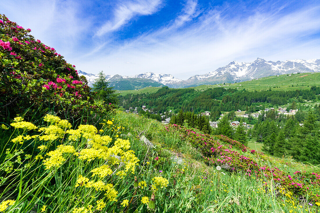 Mehrfarbige Blumen im Sommer, Madesimo, Valle Spluga, Valtellina, Lombardei, Italien, Europa