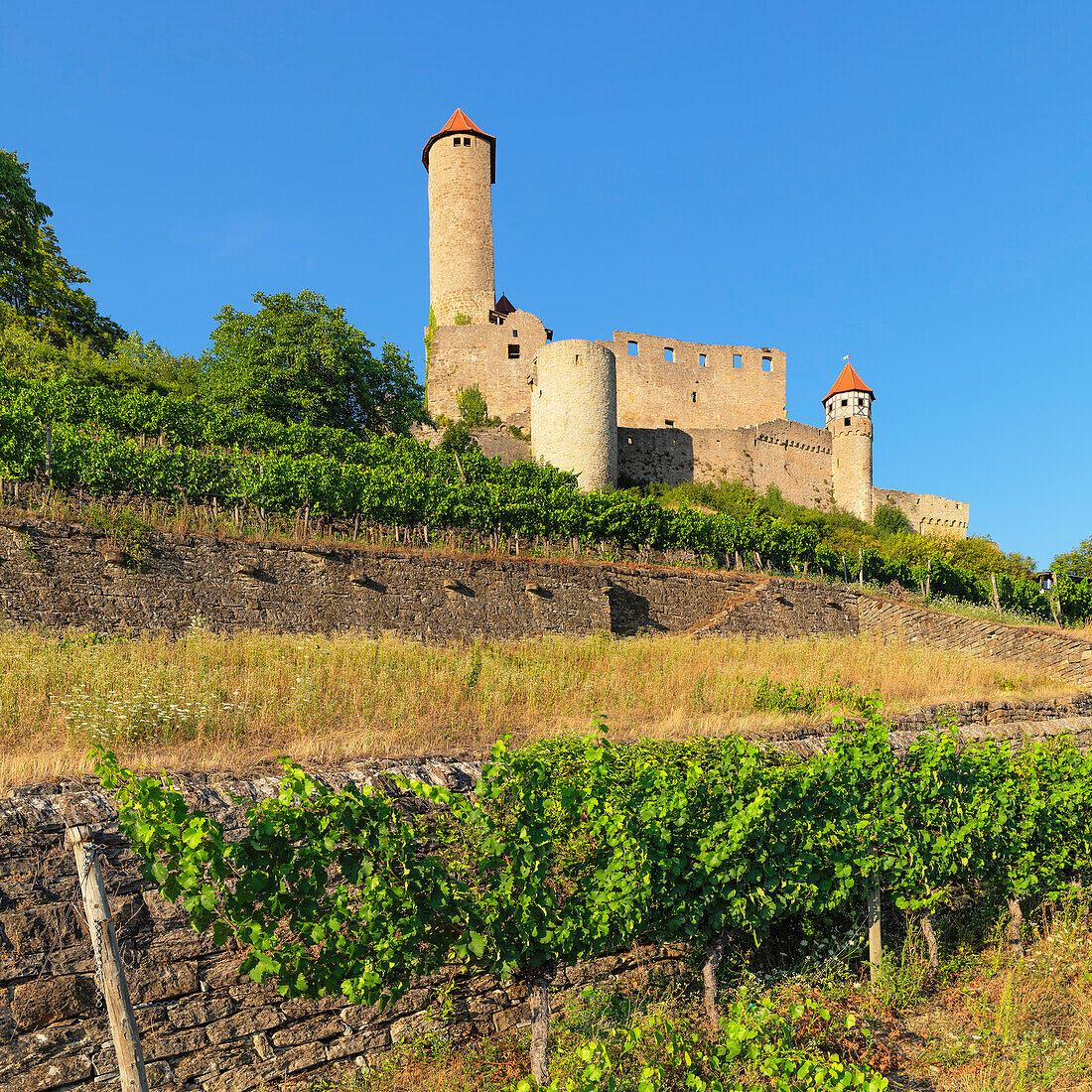 Hornberg Castle, Neckarzimmern, Neckartal Valley, Odenwald, Burgenstrasse, Baden-Wurttemberg, Germany, Europe