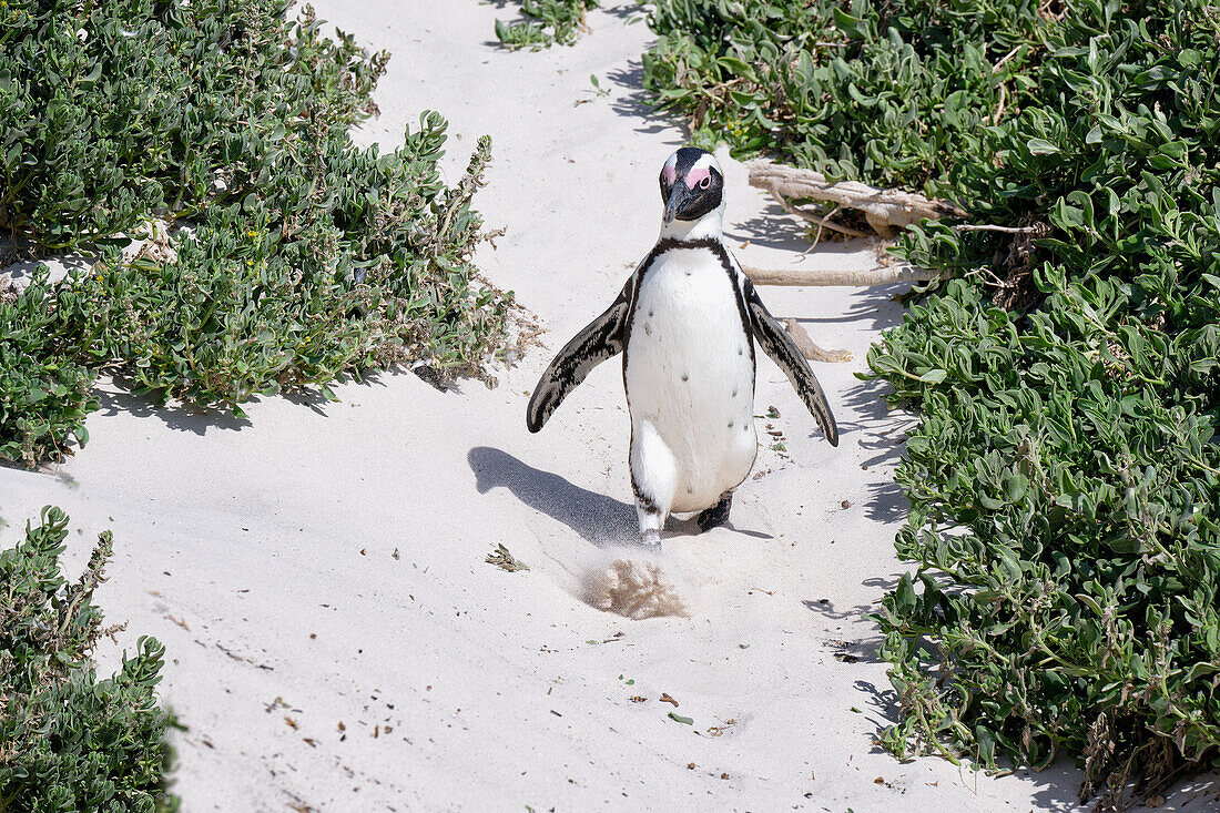 African Penguin (Spheniscus demersus) walking on sand at Boulder's Beach, Cape Town, South Africa, Africa
