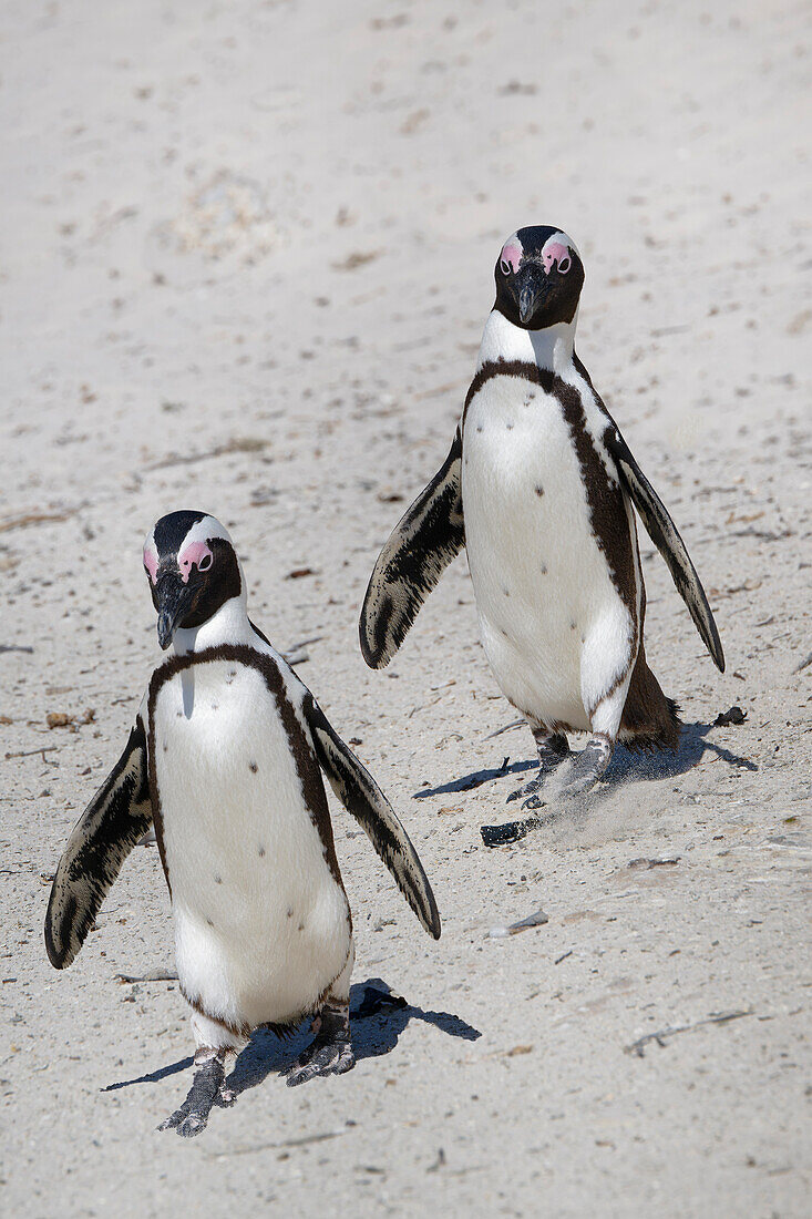 African Penguins (Spheniscus demersus) walking on sand at Boulder's Beach, Cape Town, South Africa, Africa