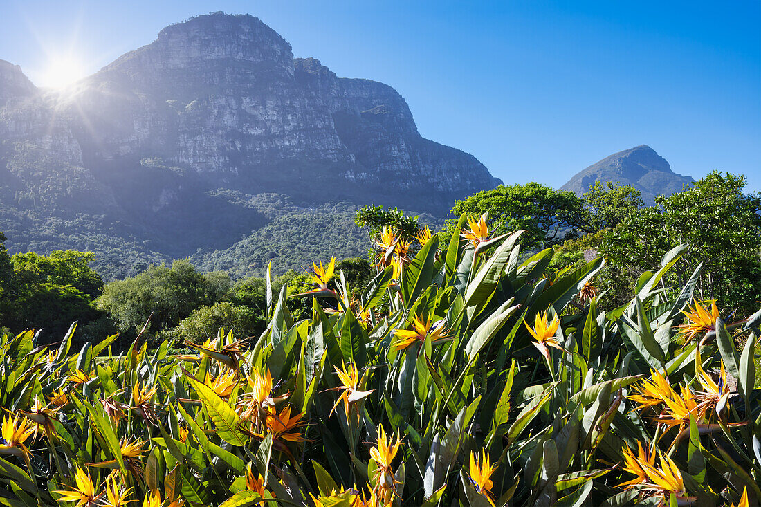 Blick auf den Botanischen Garten von Kirstenbosch, Kapstadt, Südafrika, Afrika