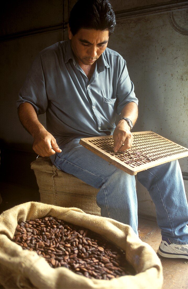 Mann schneidet Kakaobohnen mit Messer auf (Qualitätsprobe)