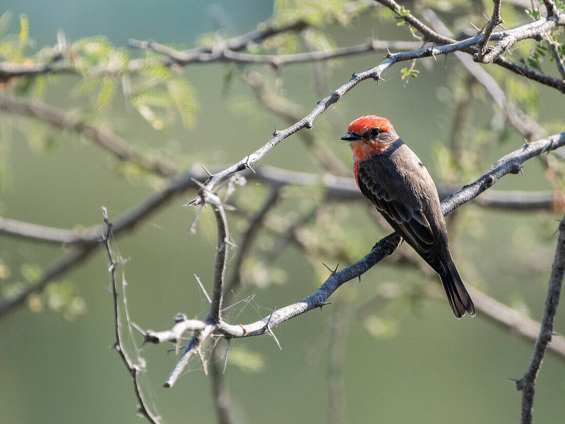 Adult male vermilion flycatcher (Pyrocephalus obscurus), perched, San Jose del Cabo, Baja California Sur, Mexico, North America