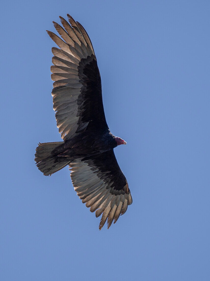 Adult turkey vulture (Cathartes aura), in flight searching for food in Conception Bay, Baja California, Mexico, North America