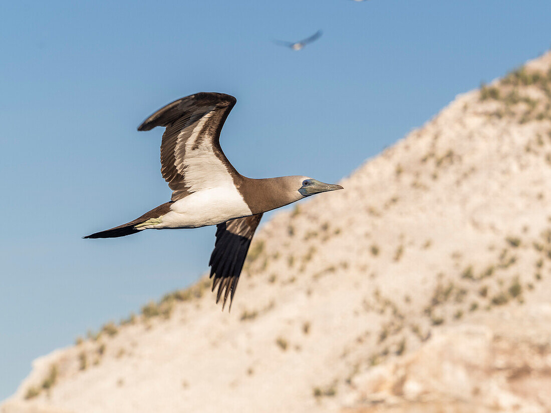 Adult brown booby (Sula leucogaster), in flight near Isla San Pedro Martir, Baja California, Mexico, North America