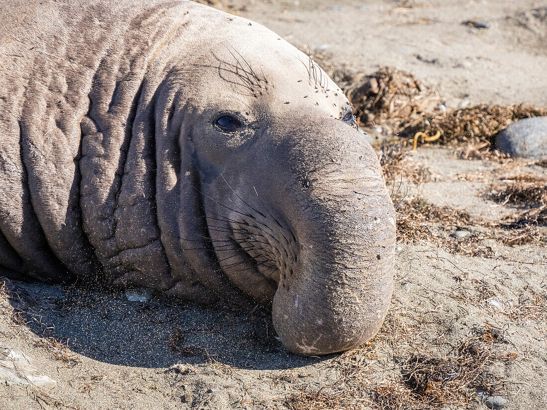 Ausgewachsener Bulle des Nördlichen Seeelefanten (Mirounga angustirostris), Insel Benito del Oeste, Baja California, Mexiko, Nordamerika