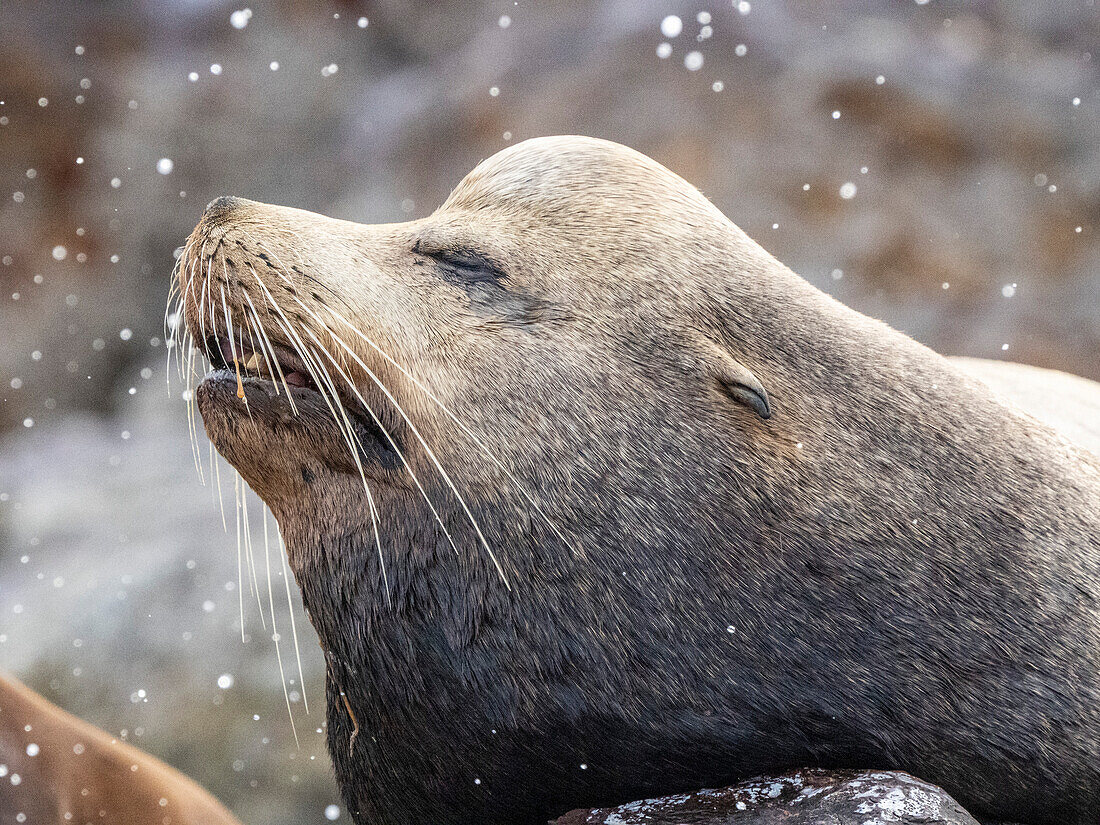 Adult male California sea lion (Zalophus californianus), head detail at Los Islotes, Baja California Sur, Mexico, North America