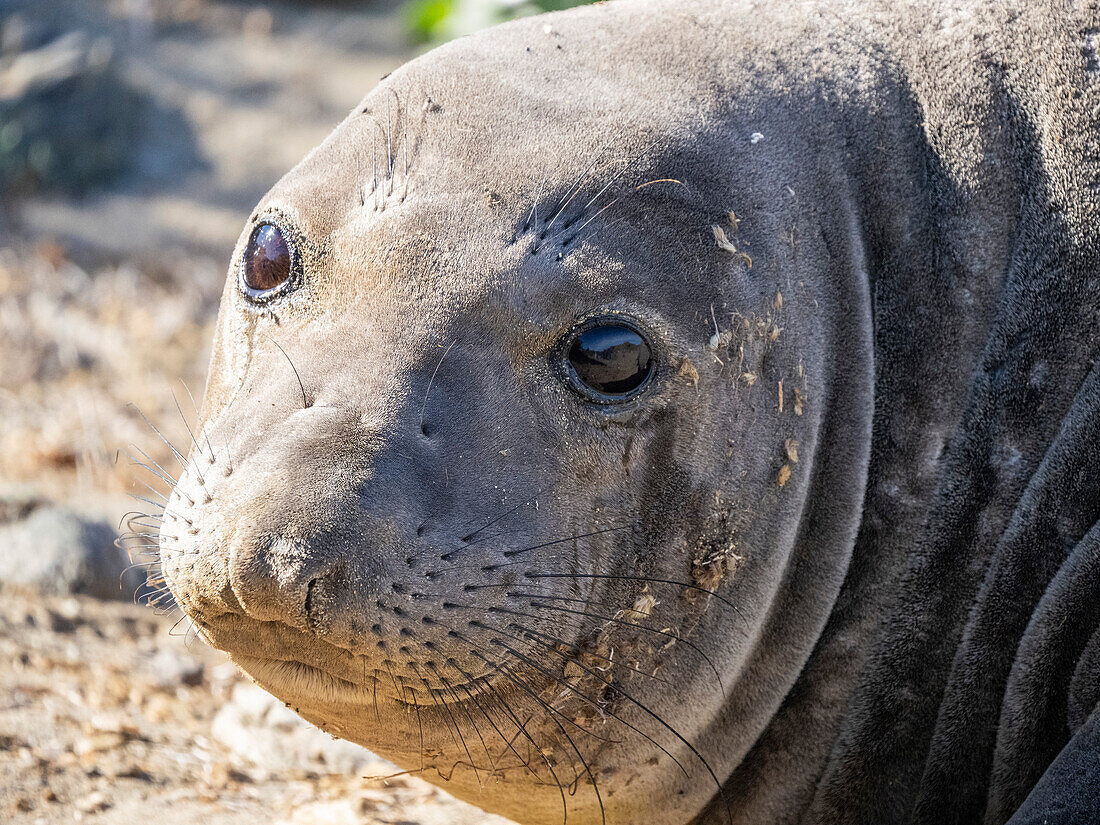 Young northern elephant seal (Mirounga angustirostris), head detail, Benito del Oeste Island, Baja California, Mexico, North America