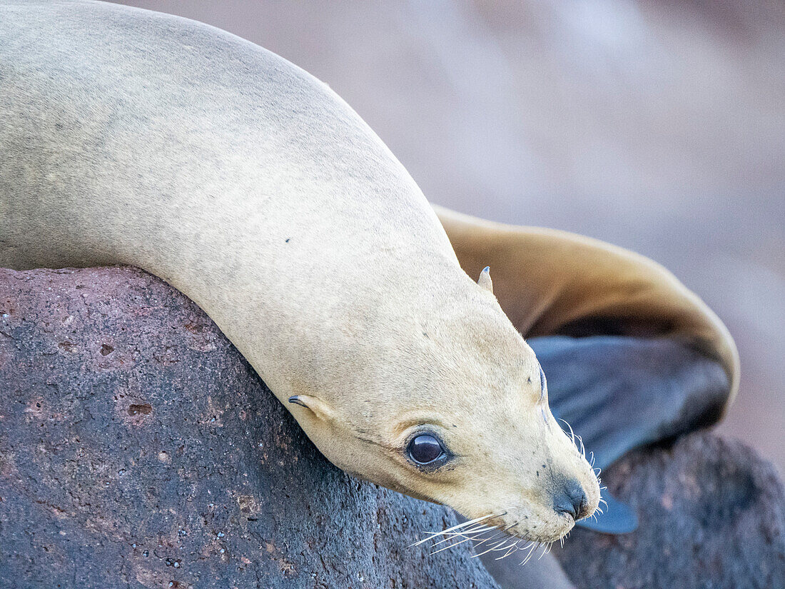 Adult female California sea lion (Zalophus californianus), hauled out at Los Islotes, Baja California Sur, Mexico, North America