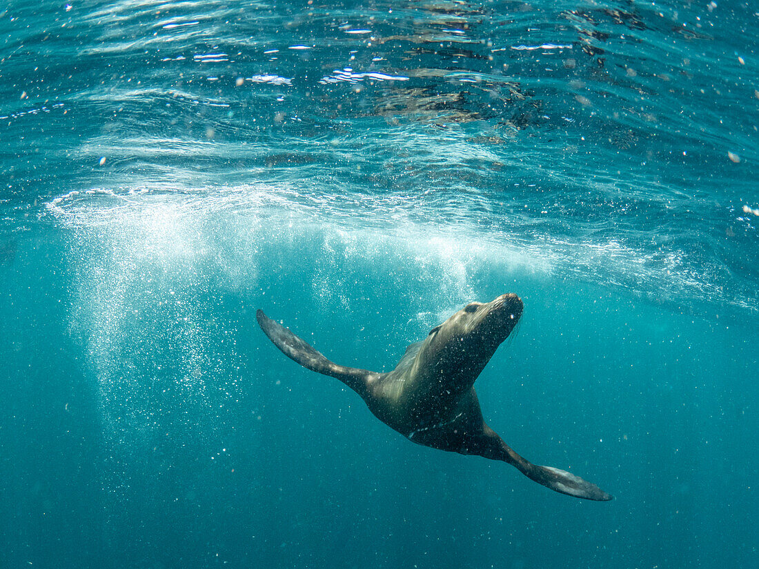 Kalifornischer Seelöwe (Zalophus californianus), Unterwasser bei Isla San Pedro Martir, Baja California, Mexiko, Nordamerika