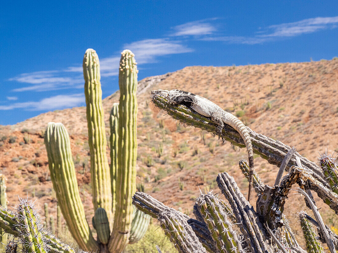 Adult spiny-tailed iguana (Ctenosaura conspicuosa), basking in the sun, Isla San Esteban, Baja California, Mexico, North America