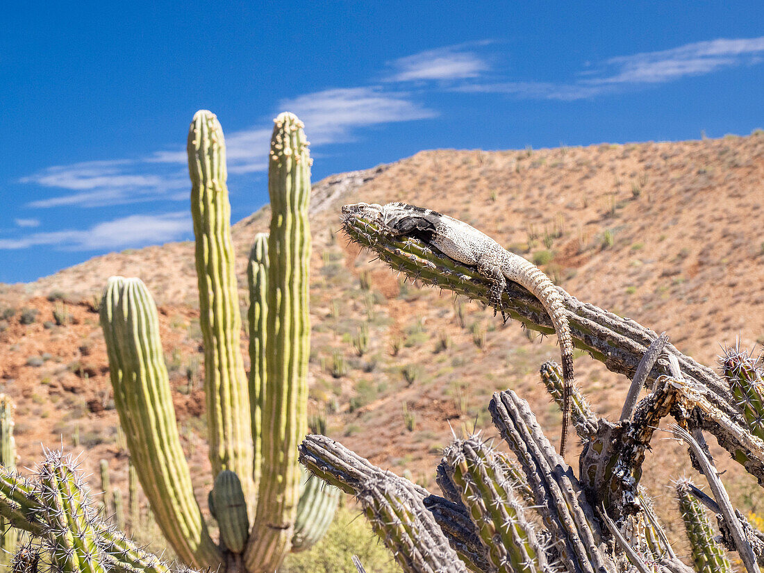 Ausgewachsener Stachelschwanzleguan (Ctenosaura conspicuosa), sich in der Sonne sonnend, Isla San Esteban, Baja California, Mexiko, Nordamerika