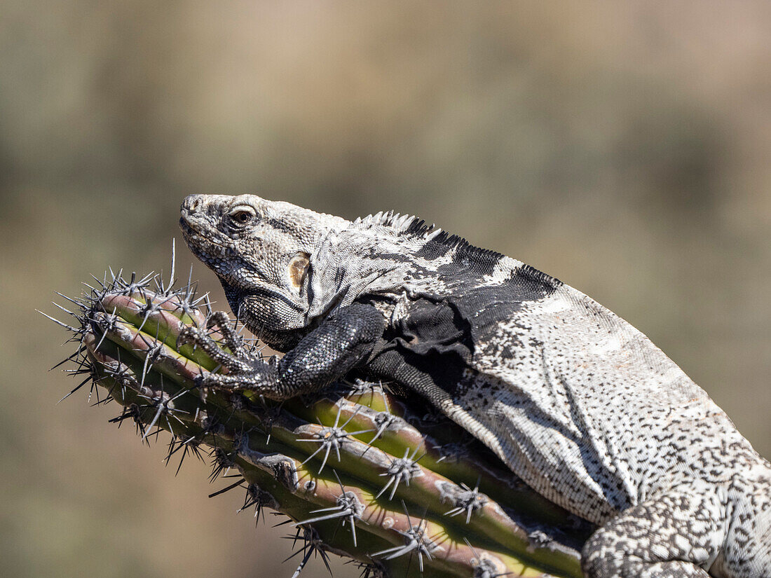 Ausgewachsener Stachelschwanz-Leguan (Ctenosaura conspicuosa), auf Kaktus, Isla San Esteban, Baja California, Mexiko, Nordamerika