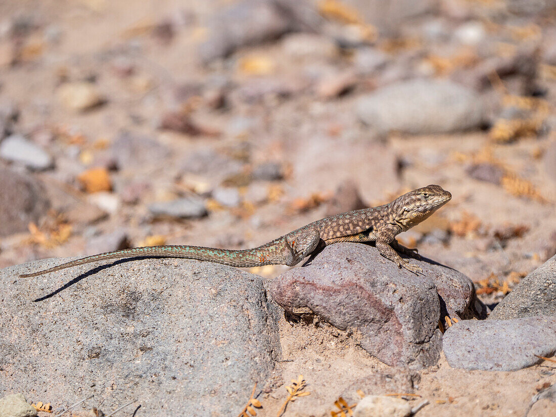 Common side-blotched lizard (Uta stansburiana), basking in the sun, Isla San Esteban, Baja California, Mexico, North America