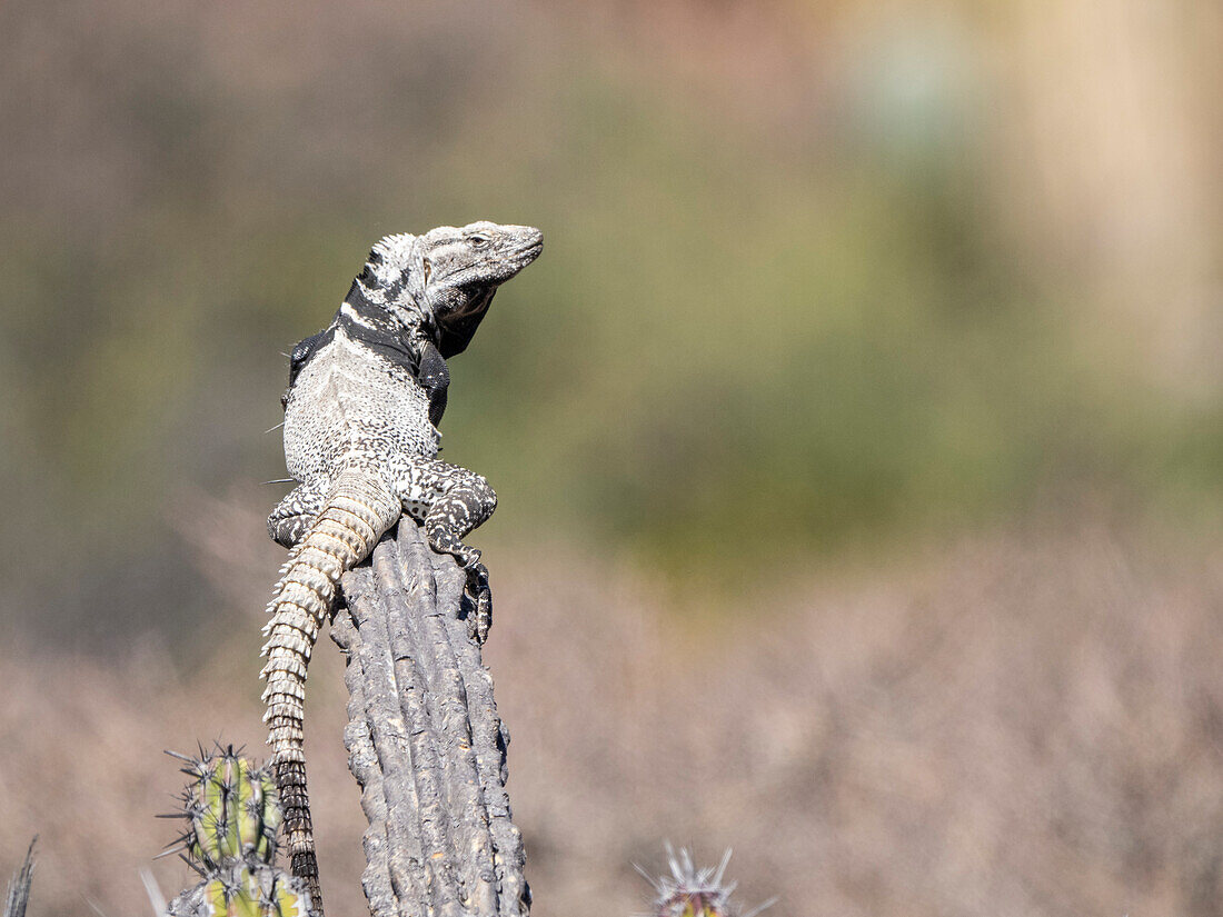 Ausgewachsener Stachelschwanzleguan (Ctenosaura conspicuosa), auf Kaktus, Isla San Esteban, Baja California, Mexiko, Nordamerika