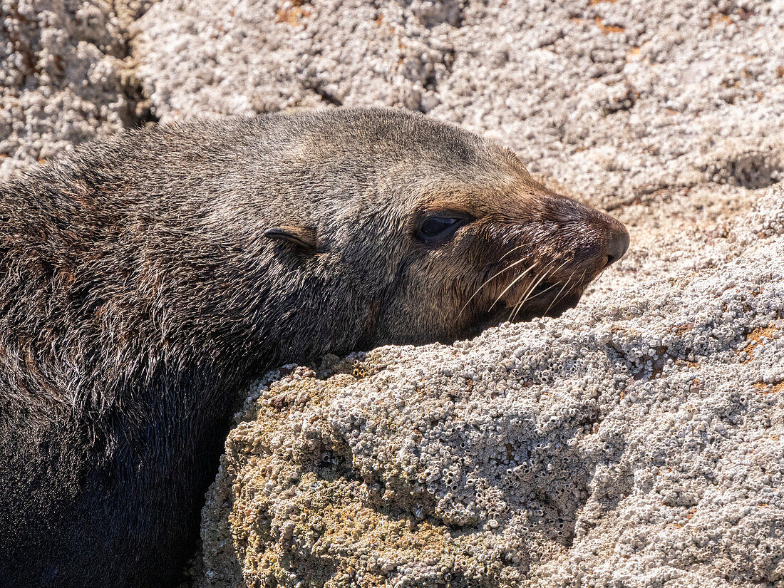 Adult male Guadalupe fur seal (Arctocephalus townsendi), hauled out, Isla San Pedro Martir, Baja California, Mexico, North America