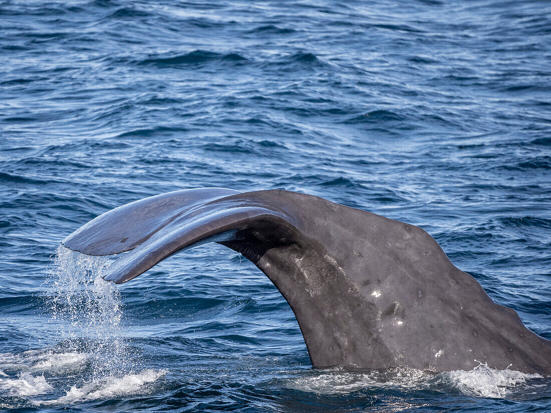 Adult bull sperm whale (Physeter macrocephalus), preparing to dive deep near Isla San Jose, Baja California Sur, Mexico, North America