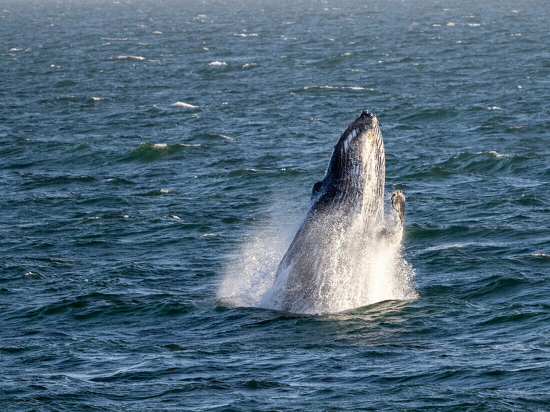 Adult humpback whale (Megaptera novaeangliae), breaching off San Jose del Cabo, Baja California Sur, Mexico, North America