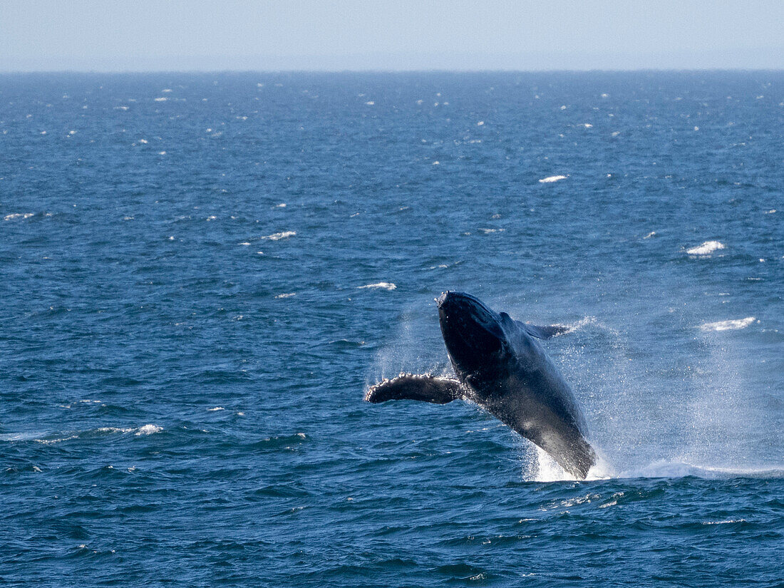 Adult humpback whale (Megaptera novaeangliae), breaching off San Jose del Cabo, Baja California Sur, Mexico, North America