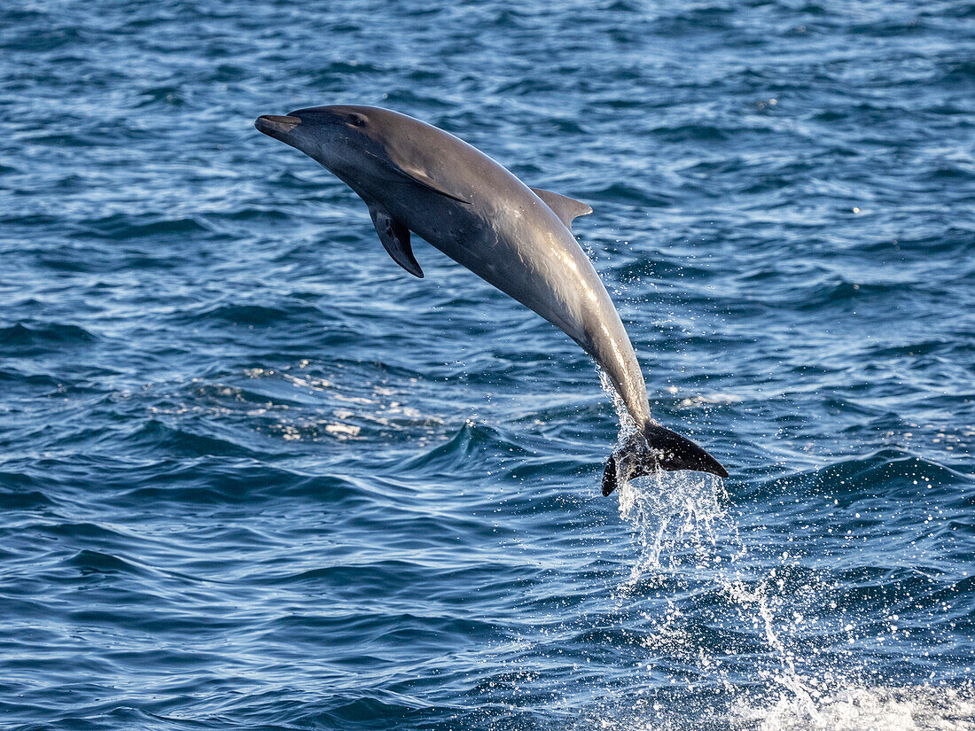 Adult common bottlenose dolphin (Tursiops truncatus), leaping off Isla San Jose, Baja California Sur, Mexico, North America