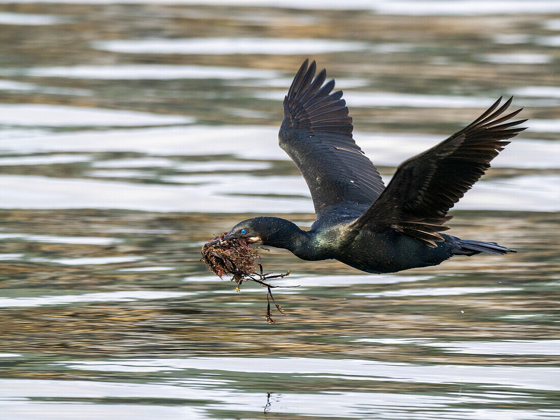 Adulter Brandtkormoran (Urile penicillatus), im Flug mit Nistmaterial im Monterey Bay Marine Sanctuary, Kalifornien, Vereinigte Staaten von Amerika, Nordamerika