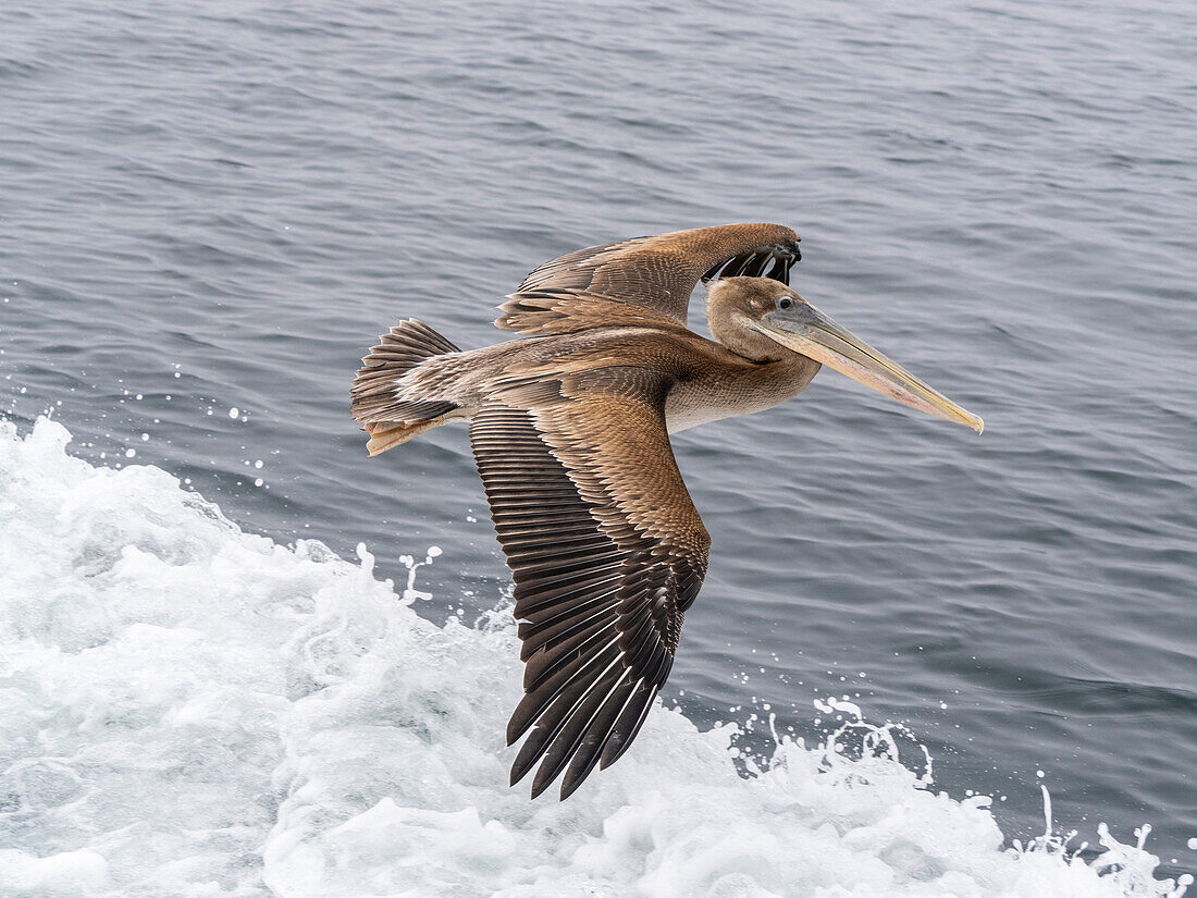 Juvenile brown pelican (Pelecanus occidentalis), in flight in Monterey Bay Marine Sanctuary, Monterey, California, United States of America, North America