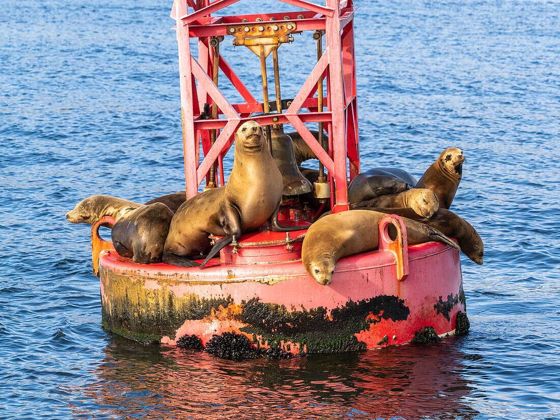 California sea lions (Zalophus californianus), hauled out in Monterey Bay National Marine Sanctuary, California, United States of America, North America