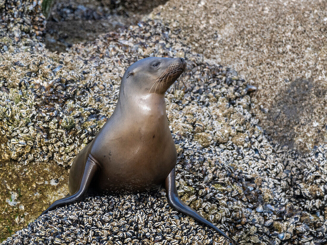 Kalifornischer Seelöwe (Zalophus californianus), in der Monterey Bay National Marine Sanctuary, Kalifornien, Vereinigte Staaten von Amerika, Nordamerika