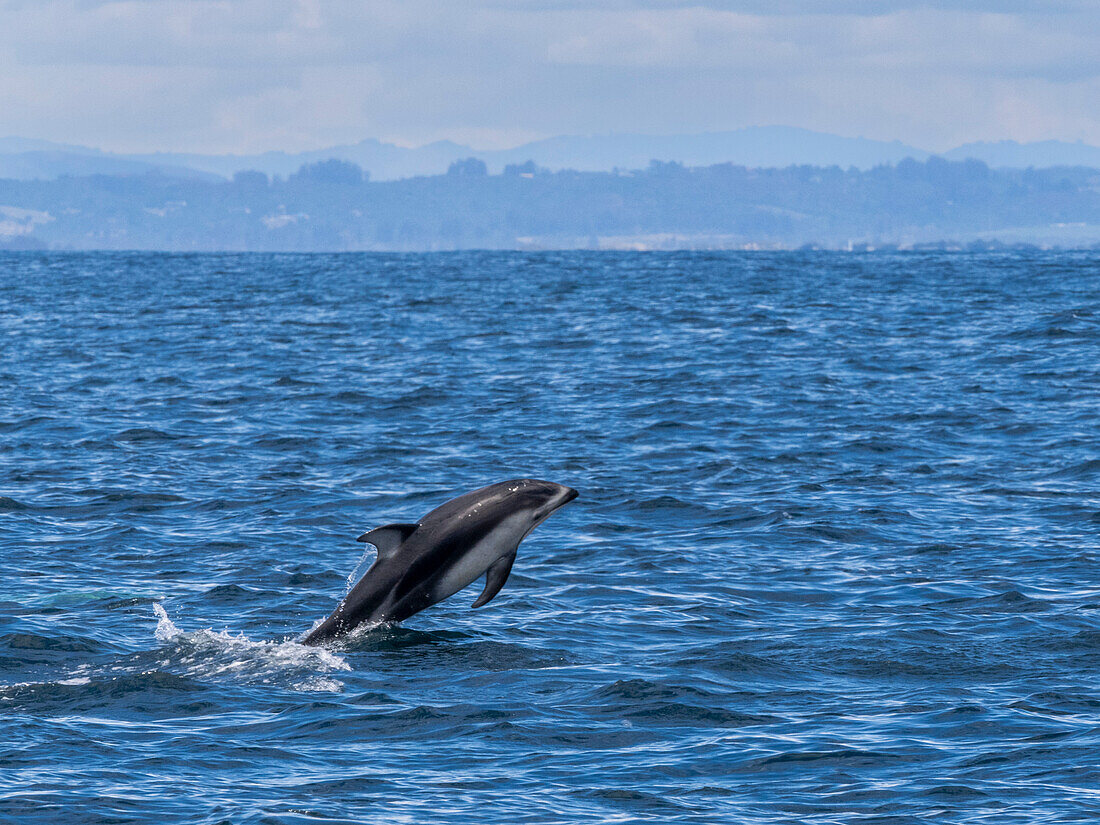 Ausgewachsener Pazifischer Weißseitendelfin (Lagenorhynchus obliquidens), brütend im Meeresschutzgebiet Monterey Bay, Kalifornien, Vereinigte Staaten von Amerika, Nordamerika