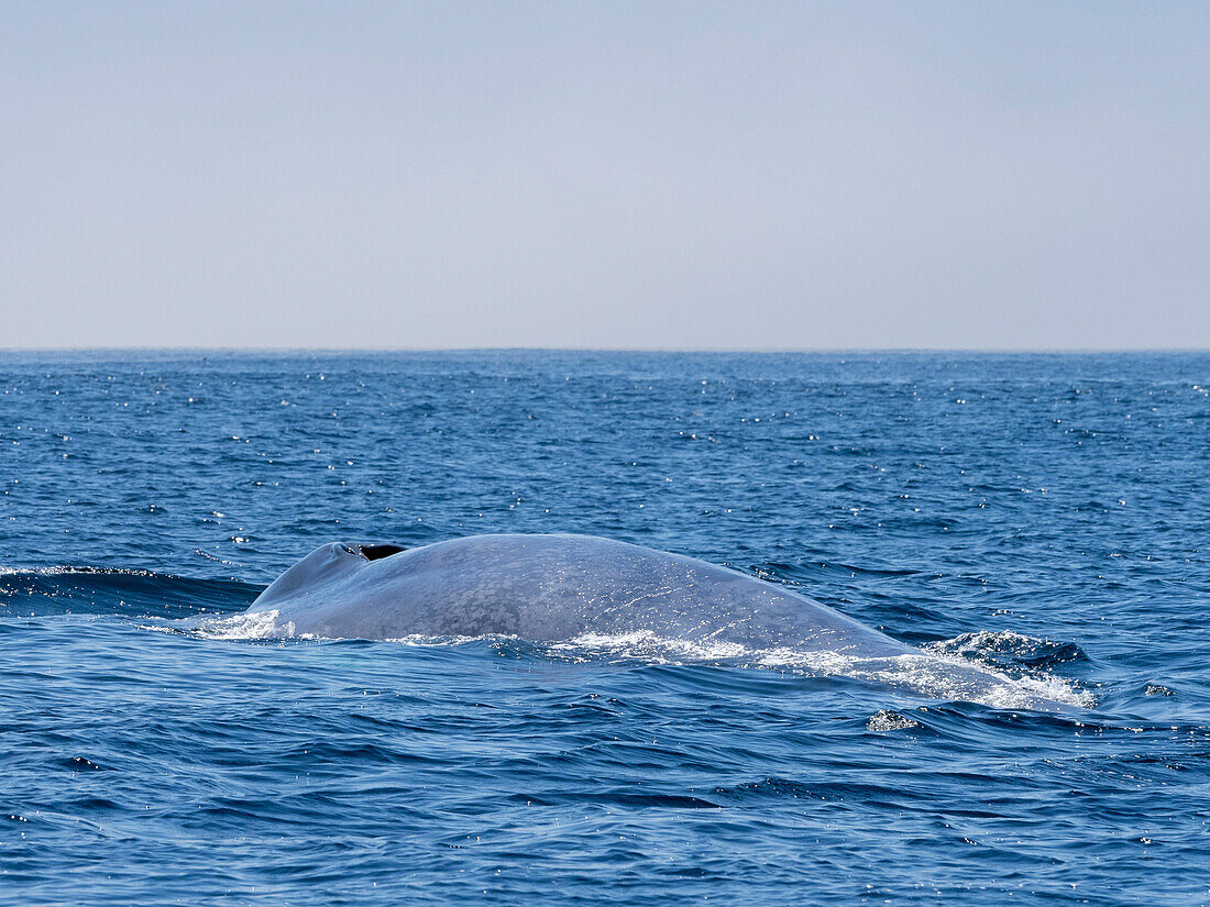 Adult blue whale (Balaenoptera musculus), surfacing in Monterey Bay Marine Sanctuary, California, United States of America, North America