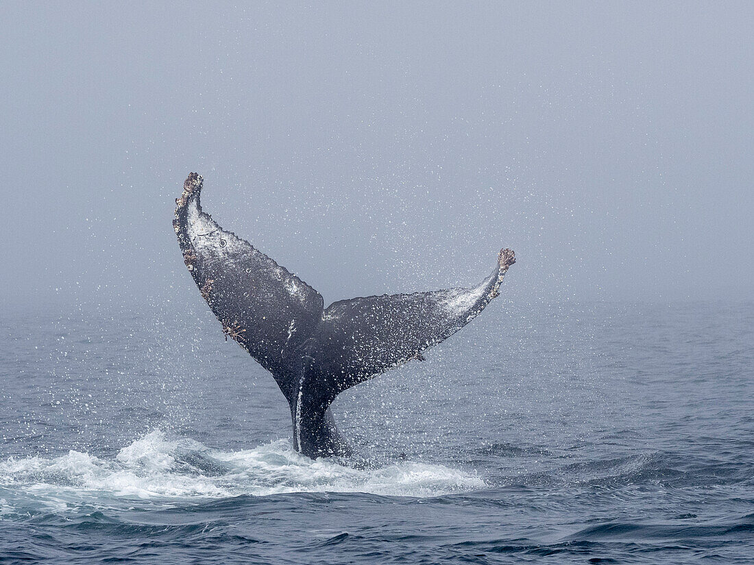Fluke of an adult humpback whale (Megaptera novaeangliae), throwing its tail in Monterey Bay Marine Sanctuary,, California, United States of America, North America