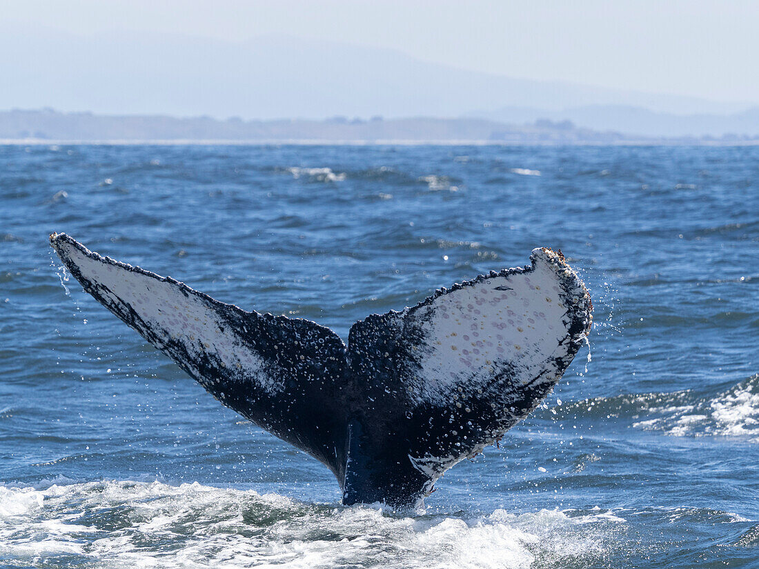 An adult humpback whale (Megaptera novaeangliae), flukes up dive in Monterey Bay Marine Sanctuary, California, United States of America, North America
