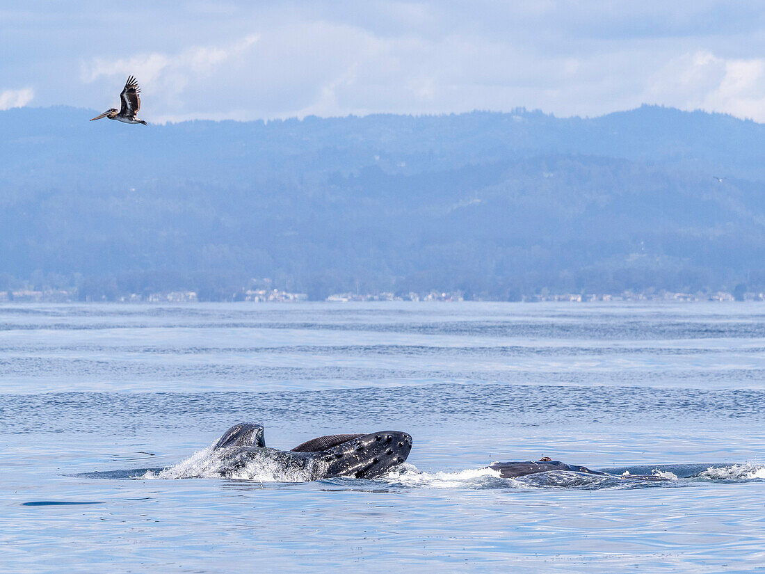 Ein Paar erwachsener Buckelwale (Megaptera novaeangliae) bei der Oberflächenfütterung in der Meeresschutzzone Monterey Bay, Kalifornien, Vereinigte Staaten von Amerika, Nordamerika