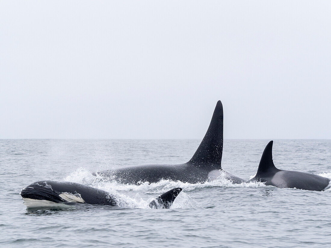 Durchreisende Schwertwale (Orcinus orca), auftauchend im Monterey Bay Marine Sanctuary, Monterey, Kalifornien, Vereinigte Staaten von Amerika, Nordamerika