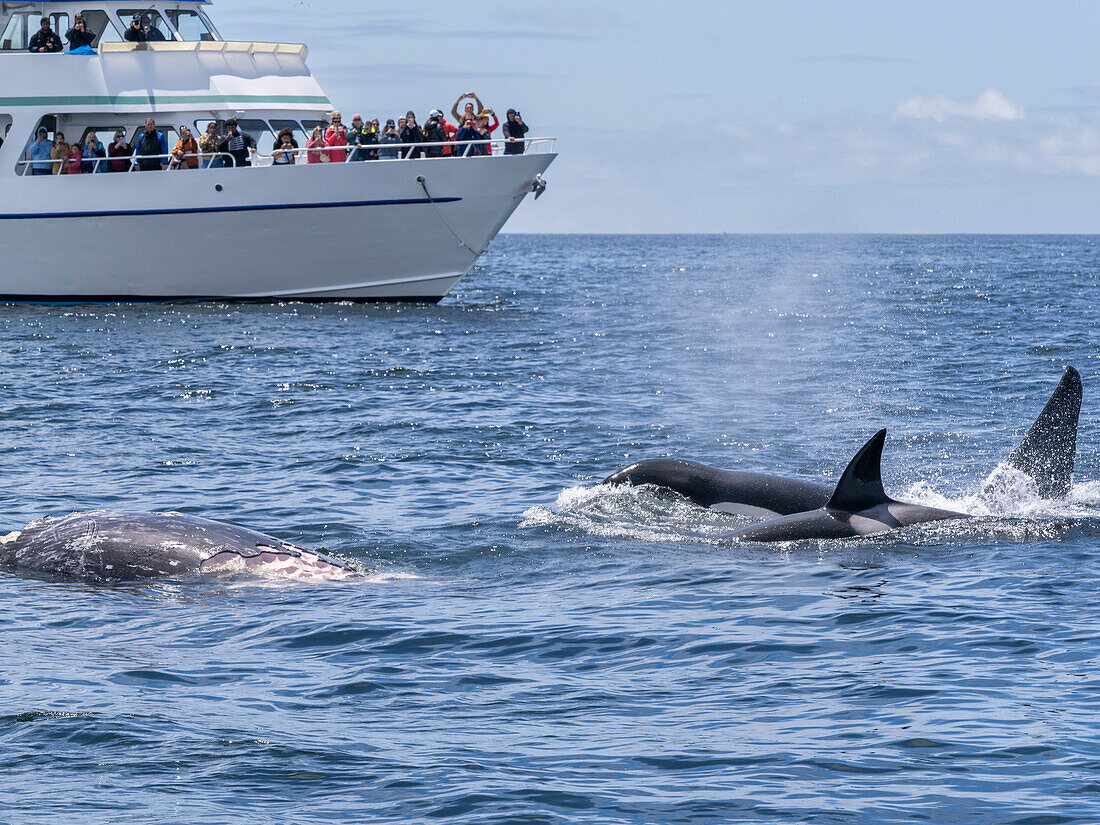 Eine Gruppe von Schwertwalen (Orcinus orca), die sich von einem Grauwal-Kalb ernährt, im Meeresschutzgebiet Monterey Bay, Kalifornien, Vereinigte Staaten von Amerika, Nordamerika