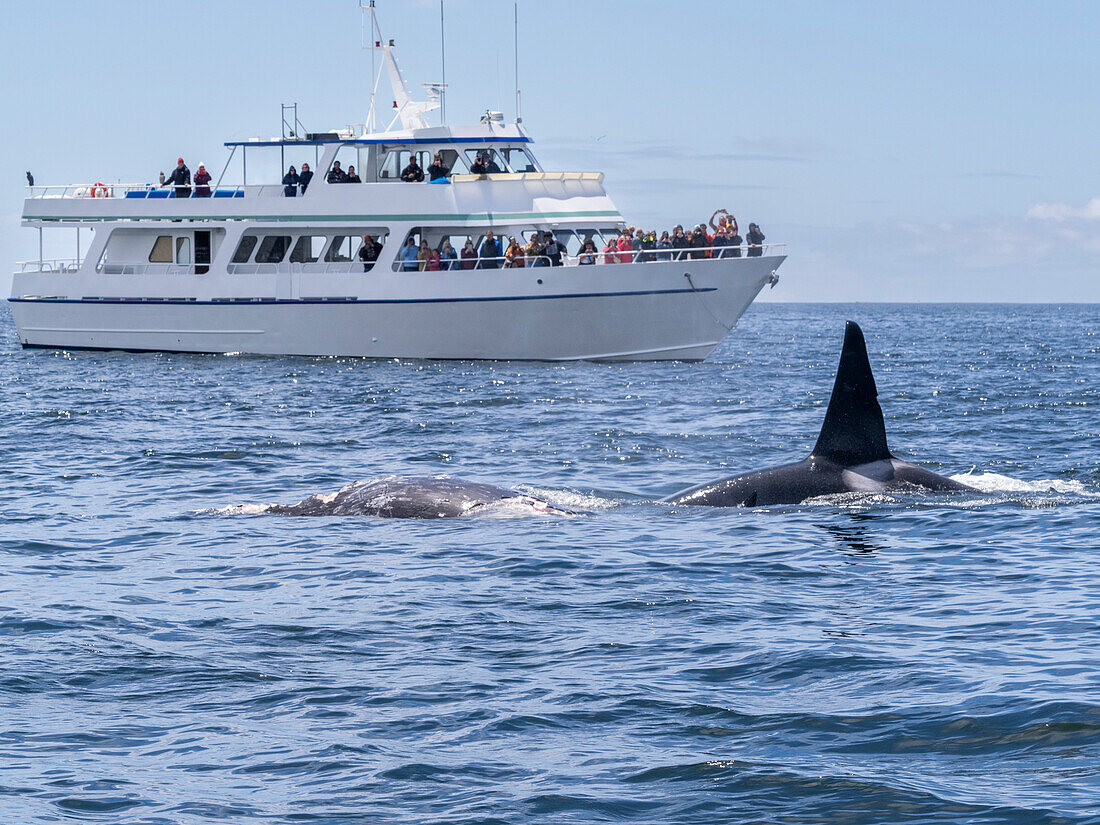 Eine Gruppe von Schwertwalen (Orcinus orca), die sich von einem Grauwal-Kalb ernähren, im Meeresschutzgebiet Monterey Bay, Kalifornien, Vereinigte Staaten von Amerika, Nordamerika