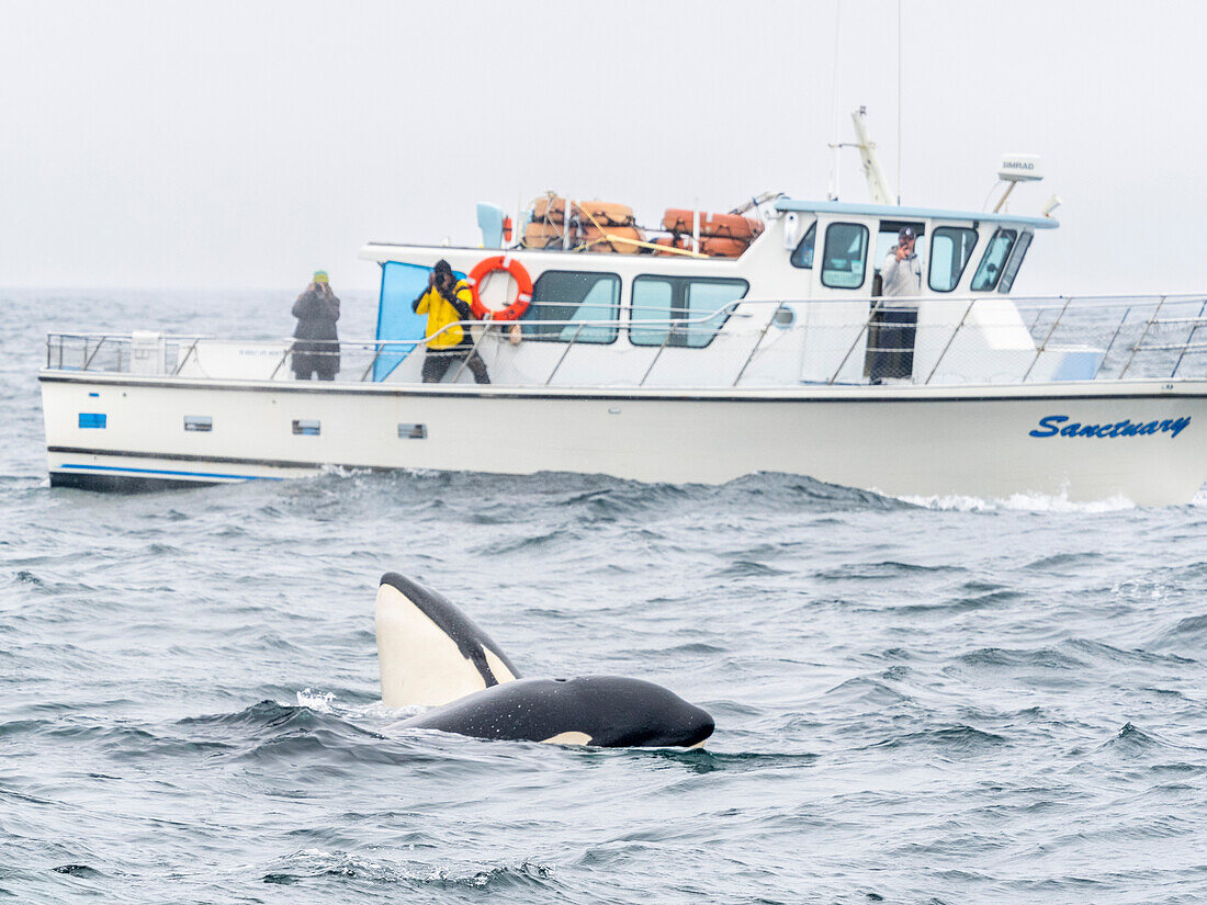 A pod of transient killer whales (Orcinus orca), catching and killing a harbor porpoise in Monterey Bay Marine Sanctuary, California, United States of America, North America